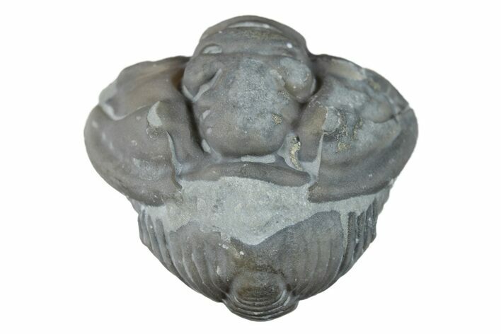 Wide Enrolled Flexicalymene Trilobite - Mt Orab, Ohio #257795